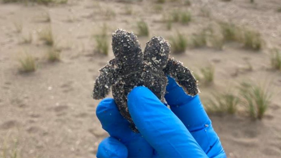 Two-headed turtle found on South Carolina beach