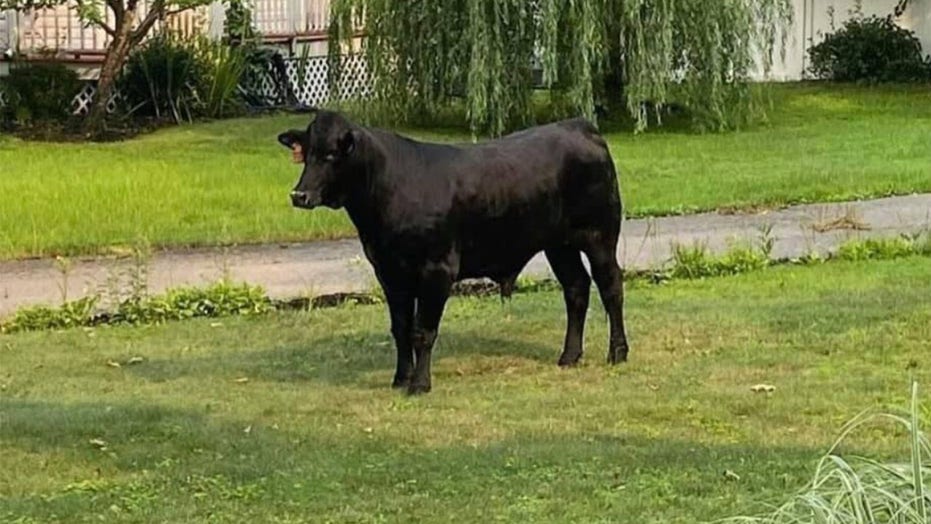 Bull runs through New York City suburb after breaking through farm fence