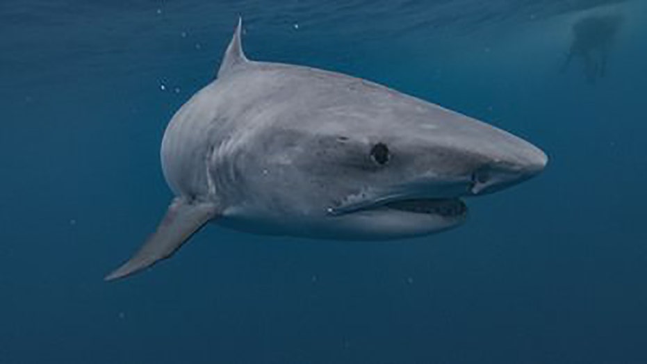 ‘Jackass’ star Sean ‘Poopies’ McInerney bitten by shark during Shark Week stunt