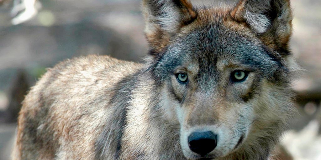 Wisconsin officials pass new wolf management plan, but population goal absent - Vimarsana News