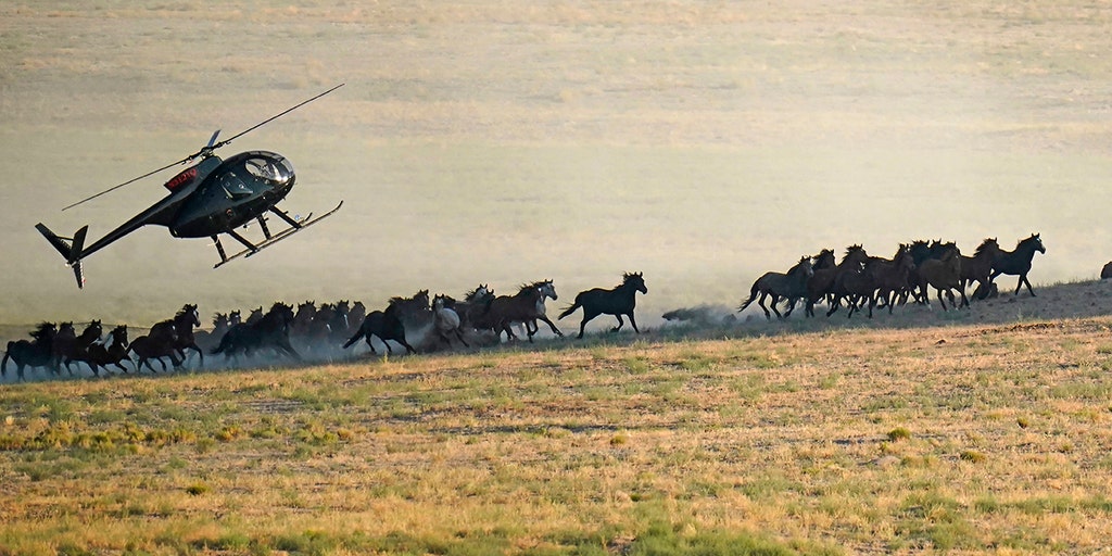 Wild horse roundups ramping up as drought grips the US West - Vimarsana News