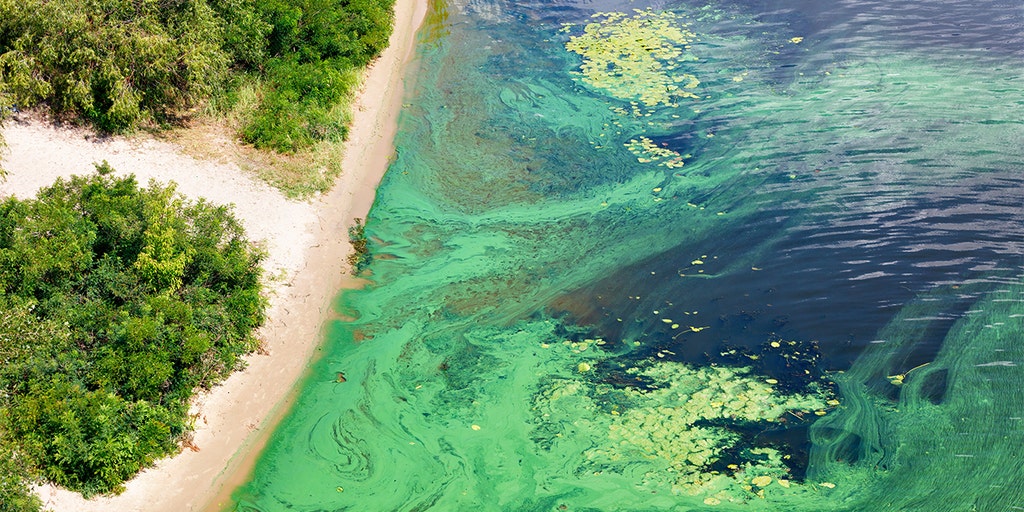 Florida Gov. DeSantis dedicates millions to fighting harmful blue-green algae blooms - Vimarsana News