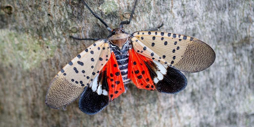 Invasive spotted lanternfly invades Wicomico County, Maryland