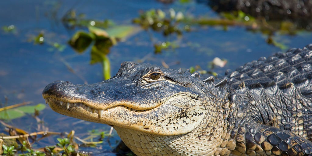 Pennsylvania emotional support alligator is up for 'America's Favorite Pet'  | Fox News