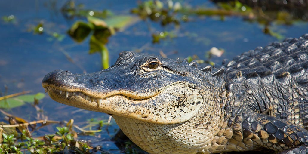 Pennsylvania emotional support alligator is up for 'America's Favorite Pet' | Fox News Pennsylvania emotional support alligator is up for 'America's Favorite Pet' | Fox News
