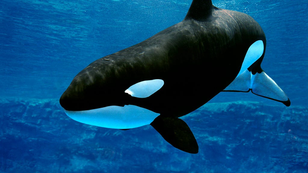 New, mysterious kind of killer whale identified