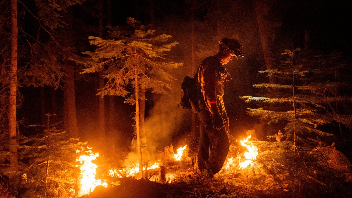 A firefighter uses a drip torch to ignite vegetation while trying to stop the Dixie Fire from spreading in Lassen National Forest, Calif., on Monday, July 26, 2021. (AP Photo/Noah Berger)