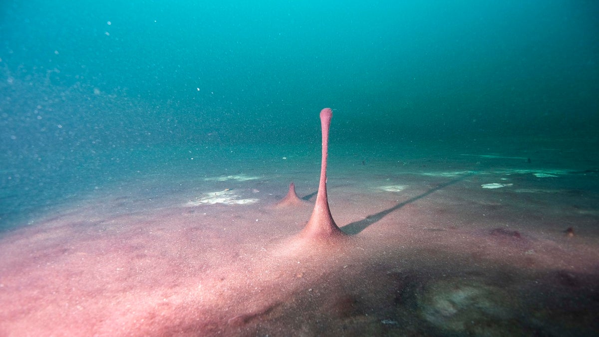 This June 19, 2019 photo provided by NOAA Thunder Bay National Marine Sanctuary shows purple microbial mats in the Middle Island Sinkhole in Lake Huron, Mich. Small hills and "fingers" like this one in the mats are caused by gases like methane and hydrogen sulfide bubbling up beneath them. Feel like days are just getting longer? They are and it’s a good thing because we wouldn't have much to breathe if they weren’t, according to a new explanation for how Earth’s oxygen rich atmosphere may have developed because of Earth’s rotation slowing. Scientists provided evidence for this new hypothesis by lab testing gooey smelly purple bacteria from a deep sinkhole in Lake Huron. (Phil Hartmeyer/NOAA Thunder Bay National Marine Sanctuary via AP)