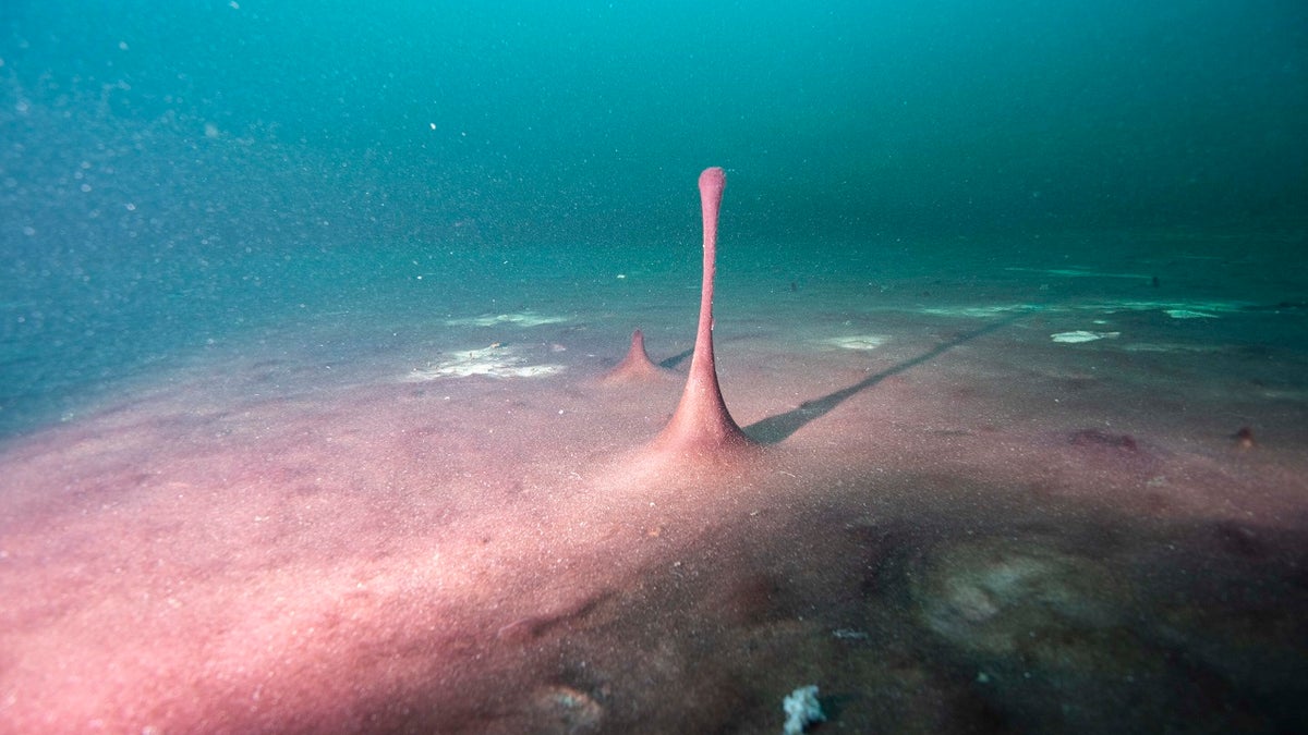 This June 19, 2019 photo provided by NOAA Thunder Bay National Marine Sanctuary shows purple microbial mats in the Middle Island Sinkhole in Lake Huron, Mich. Small hills and "fingers" like this one in the mats are caused by gases like methane and hydrogen sulfide bubbling up beneath them. Feel like days are just getting longer? They are and it’s a good thing because we wouldn't have much to breathe if they weren’t, according to a new explanation for how Earth’s oxygen rich atmosphere may have developed because of Earth’s rotation slowing. Scientists provided evidence for this new hypothesis by lab testing gooey smelly purple bacteria from a deep sinkhole in Lake Huron. (Phil Hartmeyer/NOAA Thunder Bay National Marine Sanctuary via AP)
