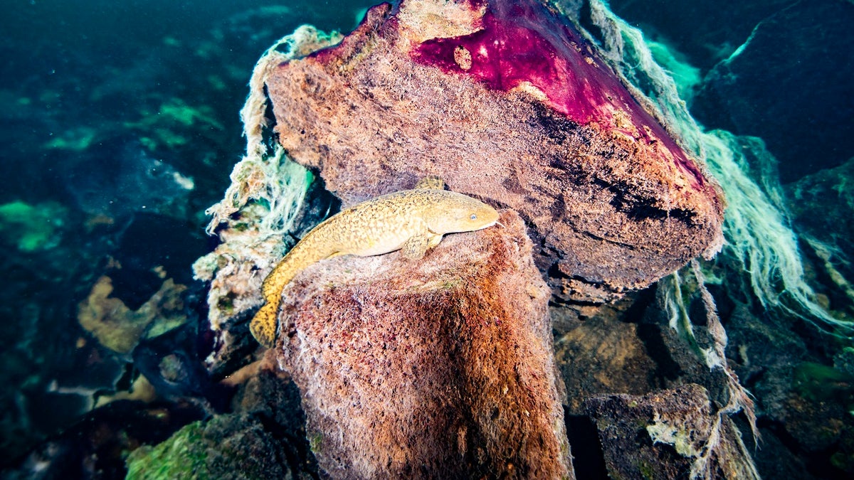 This photo provided by the NOAA Thunder Bay National Marine Sanctuary shows a burbot fish resting on rocks covered in purple and white microbial mats inside the Middle Island Sinkhole in Lake Huron, Mich. Feel like days are just getting longer? They are and it’s a good thing because we wouldn't have much to breathe if they weren’t, according to a new explanation for how Earth’s oxygen rich atmosphere may have developed because of Earth’s rotation slowing. Scientists provided evidence for this new hypothesis by lab testing gooey smelly purple bacteria from a deep sinkhole in Lake Huron. (Phil Hartmeyer/NOAA Thunder Bay National Marine Sanctuary via AP)