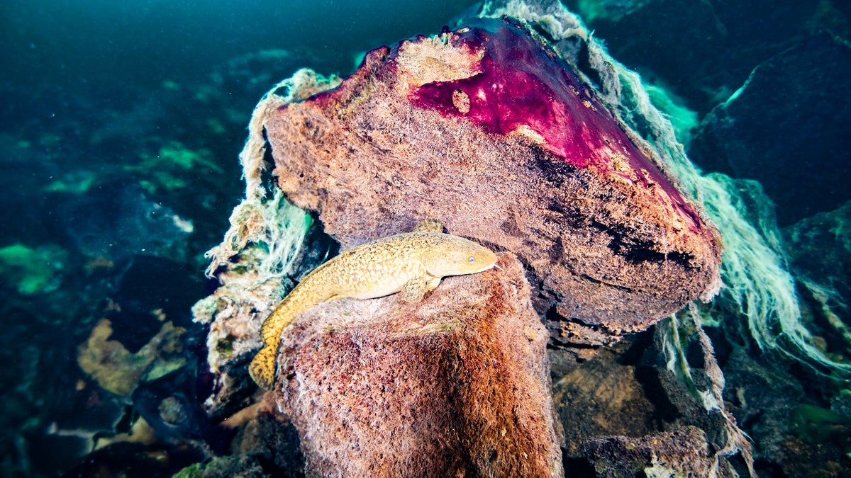 This photo provided by the NOAA Thunder Bay National Marine Sanctuary shows a burbot fish resting on rocks covered in purple and white microbial mats inside the Middle Island Sinkhole in Lake Huron, Mich. Feel like days are just getting longer? They are and it’s a good thing because we wouldn't have much to breathe if they weren’t, according to a new explanation for how Earth’s oxygen rich atmosphere may have developed because of Earth’s rotation slowing. Scientists provided evidence for this new hypothesis by lab testing gooey smelly purple bacteria from a deep sinkhole in Lake Huron. (Phil Hartmeyer/NOAA Thunder Bay National Marine Sanctuary via AP)