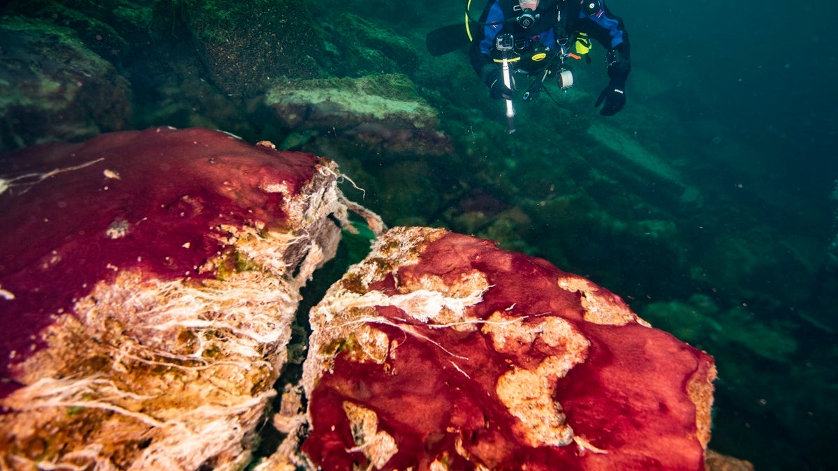 In this photo provided by the NOAA Thunder Bay National Marine Sanctuary a scuba diver observes the purple, white and green microbes covering rocks in Lake Huron’s Middle Island Sinkhole. Feel like days are just getting longer? They are and it’s a good thing because we wouldn't have much to breathe if they weren’t, according to a new explanation for how Earth’s oxygen rich atmosphere may have developed because of Earth’s rotation slowing. Scientists provided evidence for this new hypothesis by lab testing gooey smelly purple bacteria from a deep sinkhole in Lake Huron. (Phil Hartmeyer/NOAA Thunder Bay National Marine Sanctuary via AP)