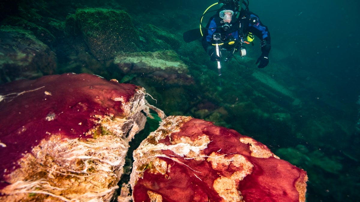 In this photo provided by the NOAA Thunder Bay National Marine Sanctuary a scuba diver observes the purple, white and green microbes covering rocks in Lake Huron’s Middle Island Sinkhole. Feel like days are just getting longer? They are and it’s a good thing because we wouldn't have much to breathe if they weren’t, according to a new explanation for how Earth’s oxygen rich atmosphere may have developed because of Earth’s rotation slowing. Scientists provided evidence for this new hypothesis by lab testing gooey smelly purple bacteria from a deep sinkhole in Lake Huron. (Phil Hartmeyer/NOAA Thunder Bay National Marine Sanctuary via AP)