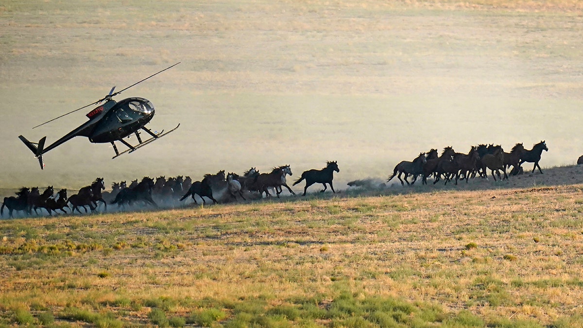 A helicopter pushes wild horses during a roundup on July 16, 2021, near U.S. Army Dugway Proving Ground, Utah. Federal land managers are increasing the number of horses removed from the range this year during an historic drought. They say it's necessary to protect the parched land and the animals themselves, but wild-horse advocates accuse them of using the conditions as an excuse to move out more of the iconic animals to preserve cattle grazing.