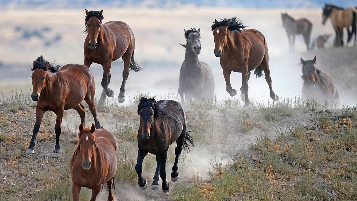 Free-ranging wild horses gallop from a watering trough on July 8, 2021, near U.S. Army Dugway Proving Ground, Utah. Mustangs from this herd were later rounded up as federal land managers increased the number of horses removed from the range during a historic drought. They say it's necessary to protect the parched land and the animals themselves, but wild-horse advocates accuse them of using the conditions as an excuse to move out more of the iconic animals to preserve cattle grazing. 
