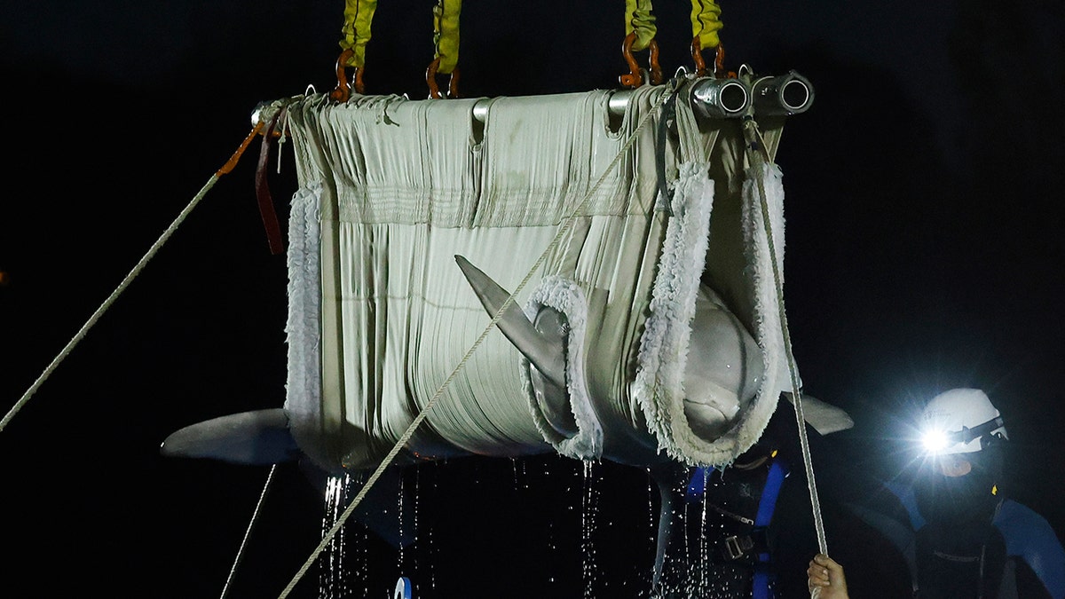 FILE - A beluga whale is lifted from a transport truck after arriving at Mystic Aquarium, May 15, 2021 in Mystic, Conn. The aquarium says that a second of the five beluga whales it imported in May from a marine park in Canada is in failing health. The revelation comes three weeks after a male beluga, who was also part of the group that arrived from Marineland in Niagara Falls, died.