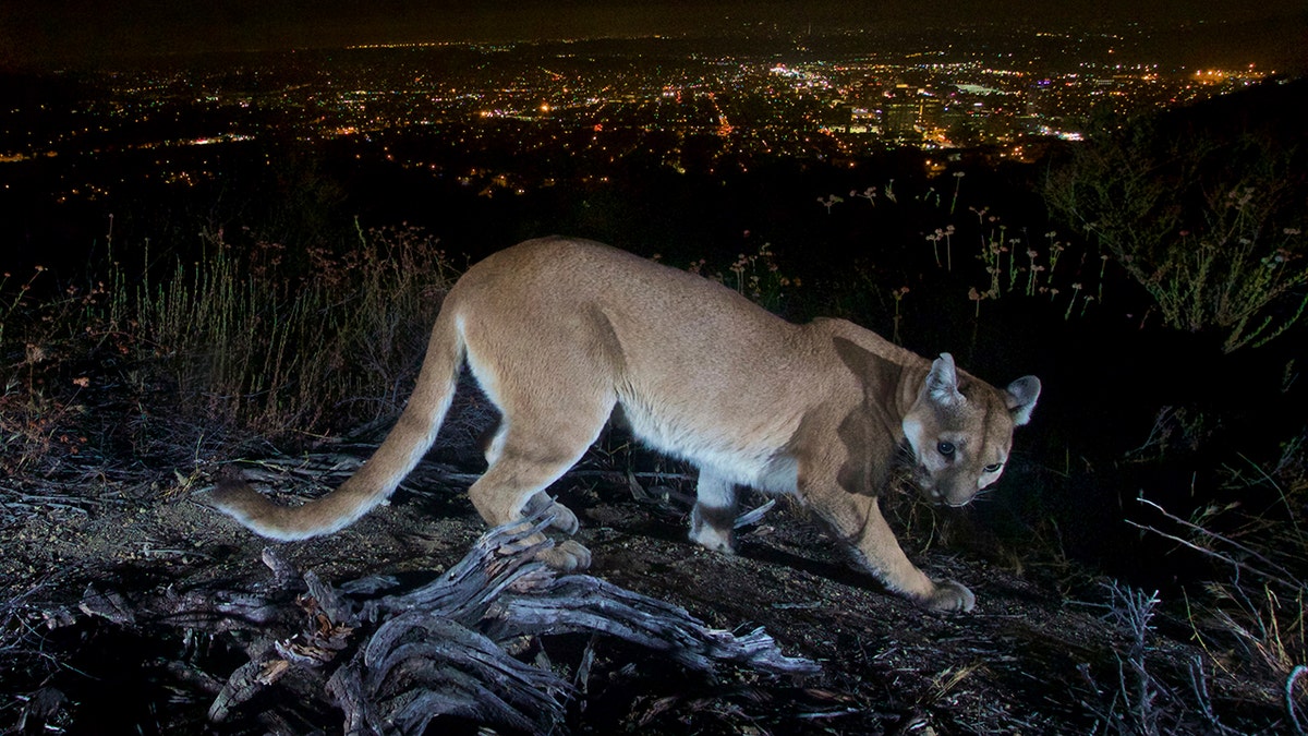 This July 10, 2016, photo shows an uncollared adult female mountain lion photographed with a motion sensor camera in the Verdugos Mountains in in Los Angeles County, California. (Associated Press)