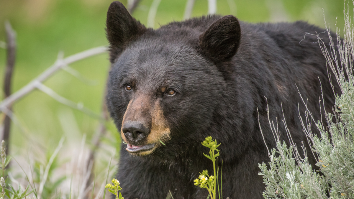 Black bears are some of the most dangerous animals in North America. Mother bears are often violently defensive of their cubs when they perceive danger.