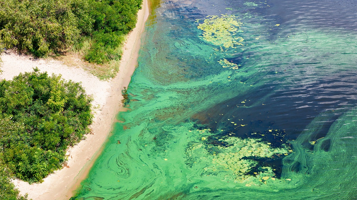 The coast on the surface of the river is covered with a pellicle of blue-green algae.