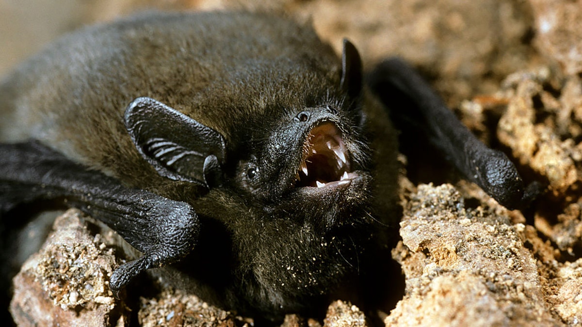 Nathusius pipistrelle bat (Pipistrellus nathusii), Europe. (Photo by: Arterra/Universal Images Group via Getty Images)