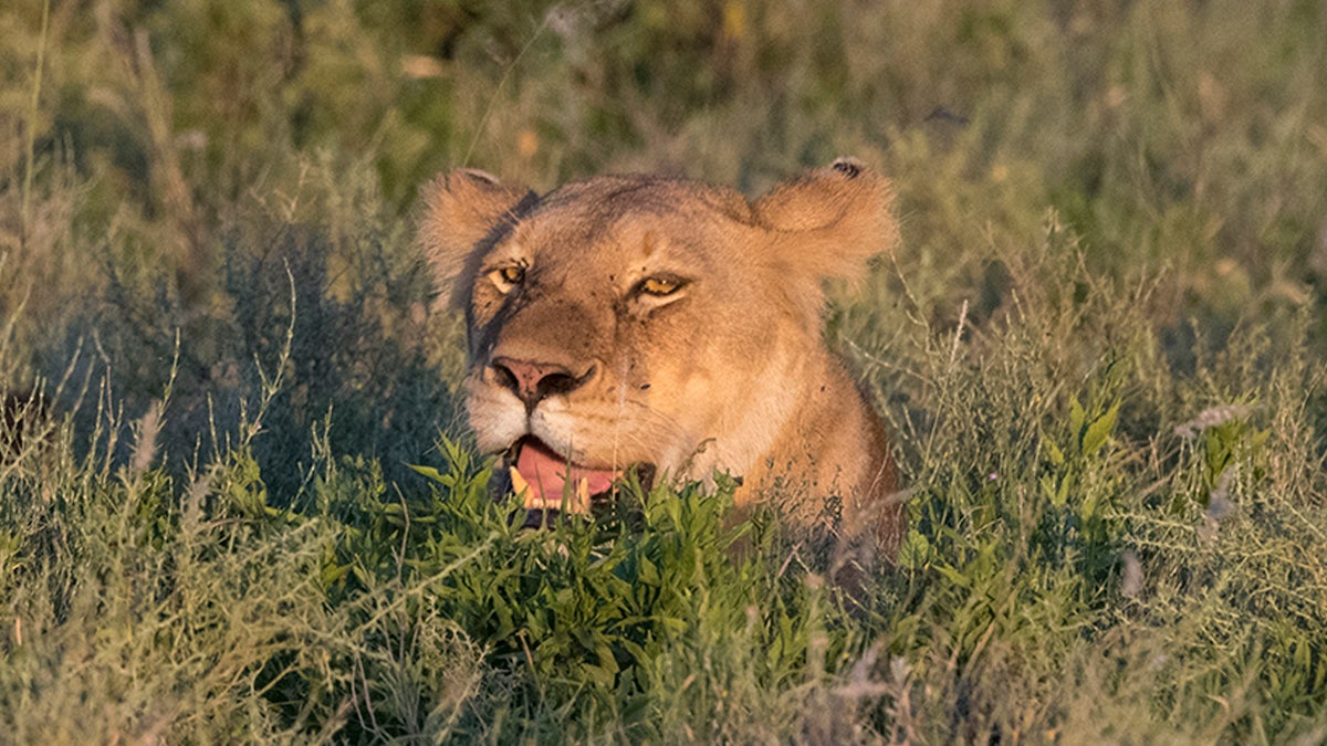 Lioness (Panthera leo) and cub in the grass, Ndutu, Ngorongoro Conservation Area, Serengeti, Tanzania.. (Photo by: Sergio Pitamitz/VWPics/Universal Images Group via Getty Images)
