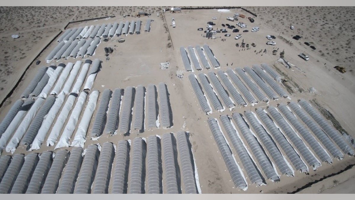 One Illegal marijuana grow operation busted in the raid.