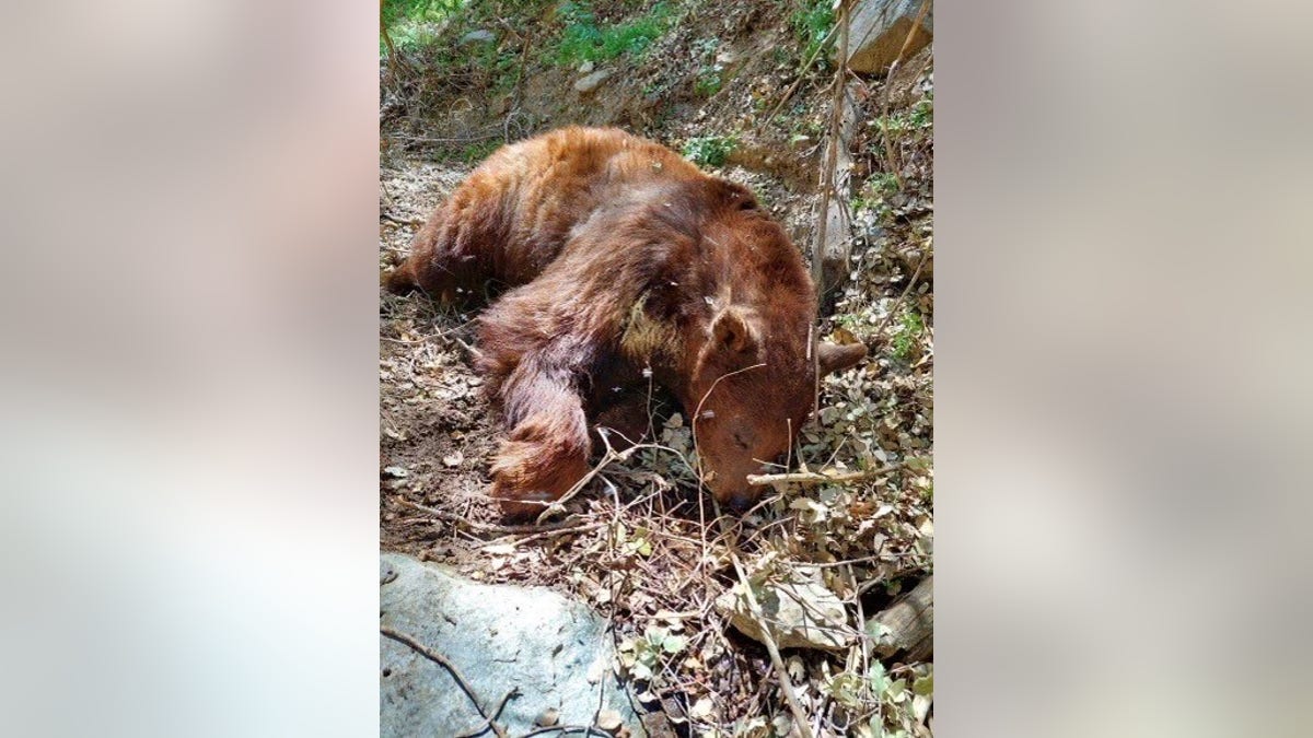 This is a bear that died due to pesticides left in the area by the illegal growers. These deadly chemicals can hurt animals and humans alike.
