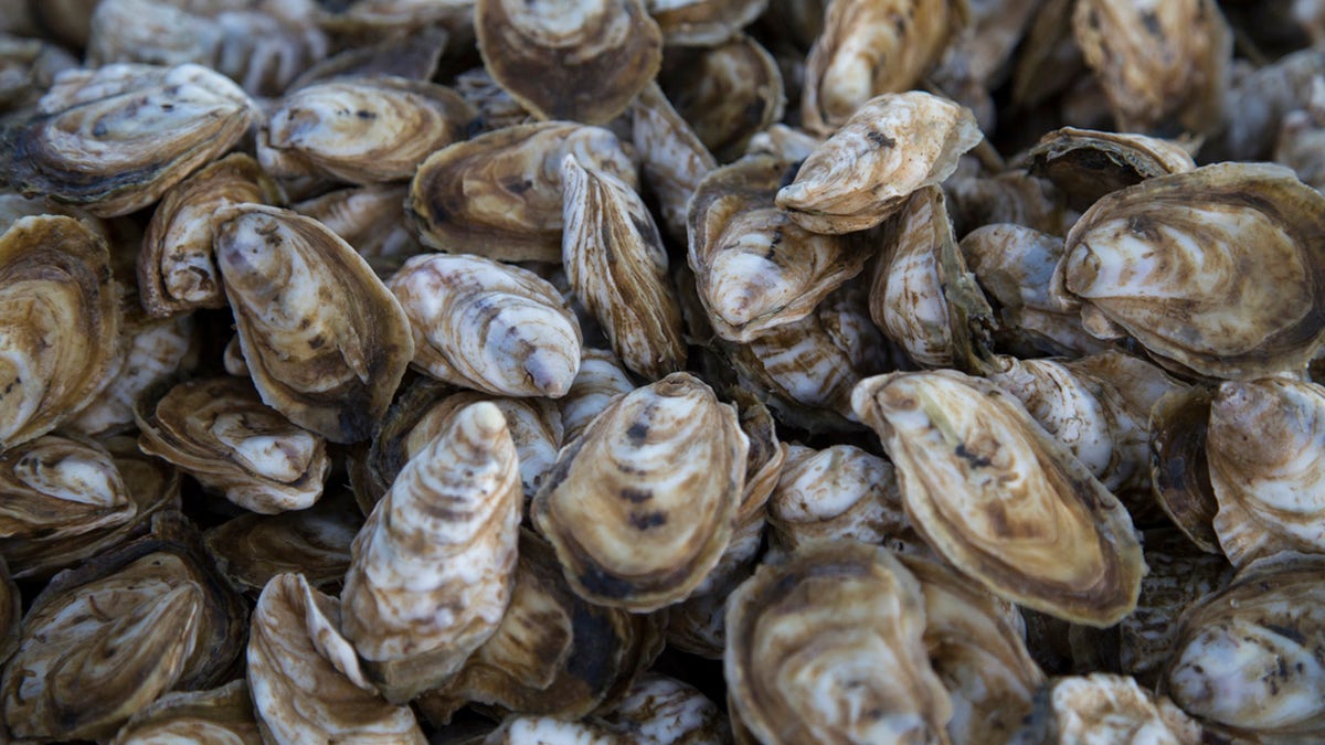 Oysters