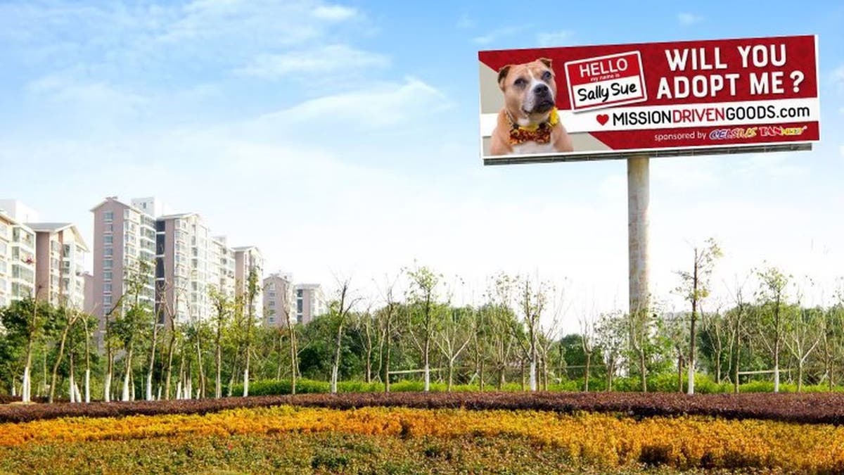 An 11-year-old shelter dog named Sally might be getting one step closer to finding a forever home now that she has a billboard promoting her availability.