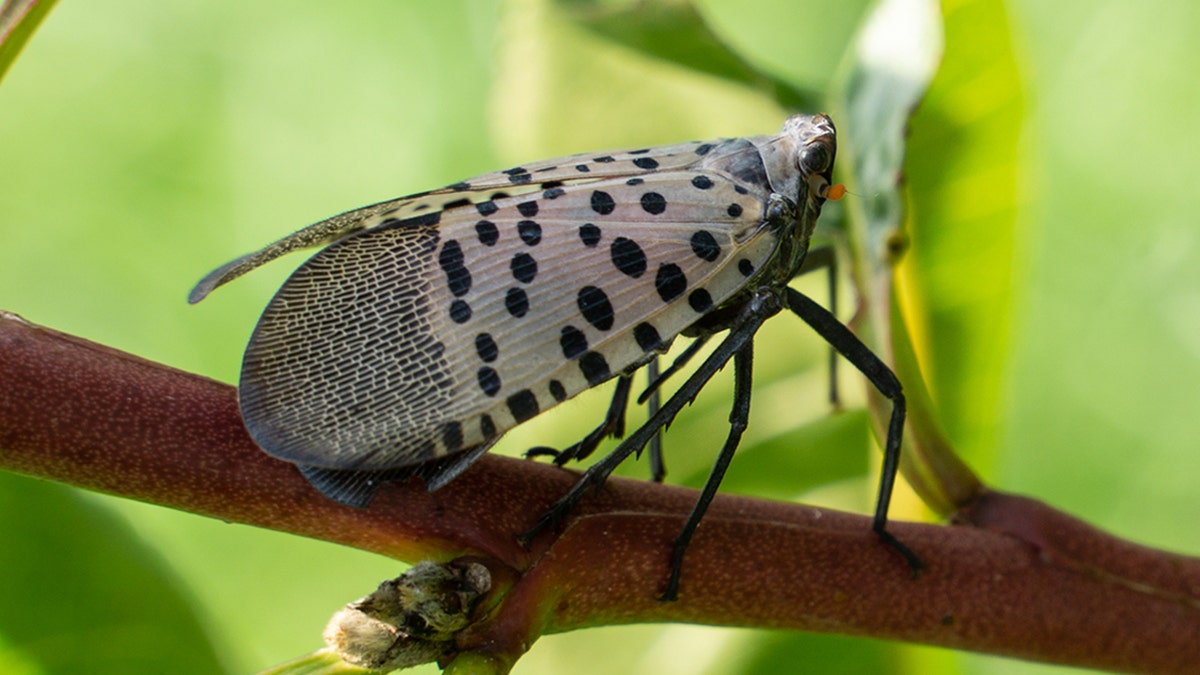 Lantern fly on a tree