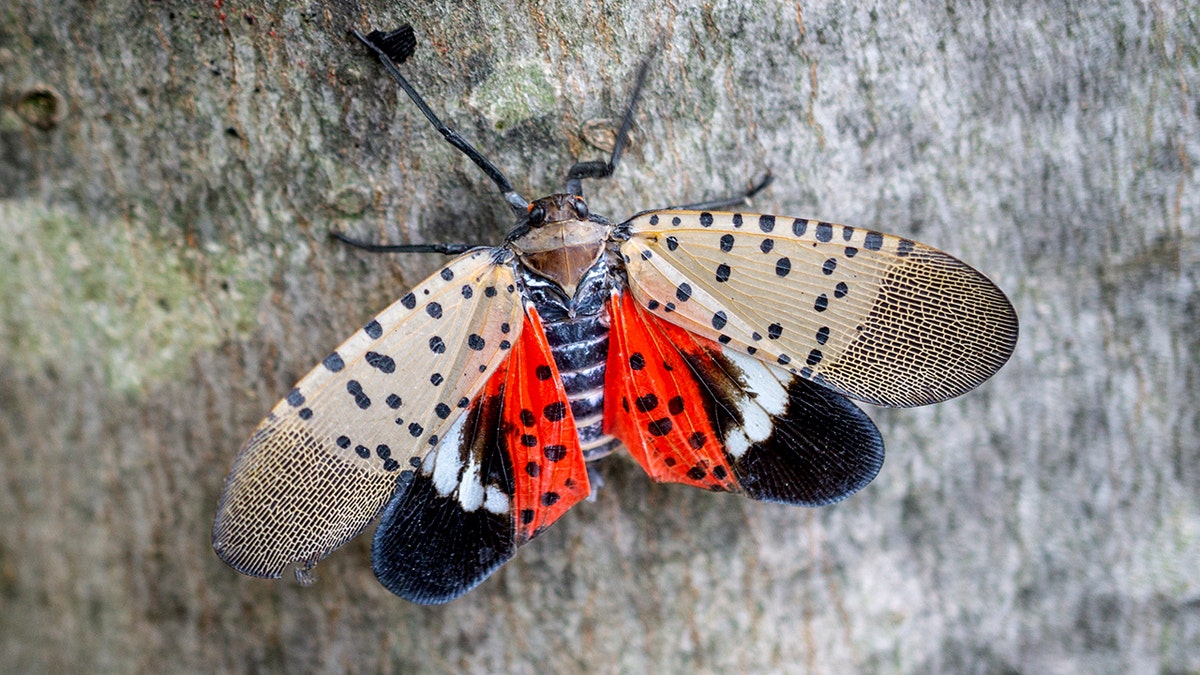 Spotted lanternfly on tree