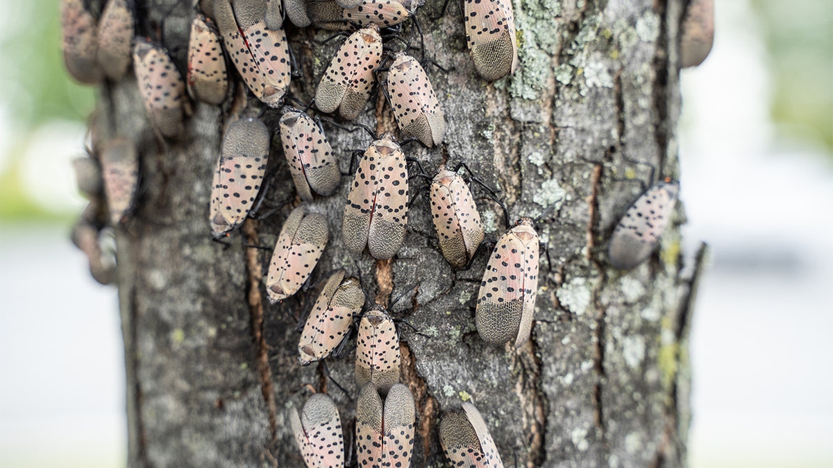 spotted lanternfly infestation on tree