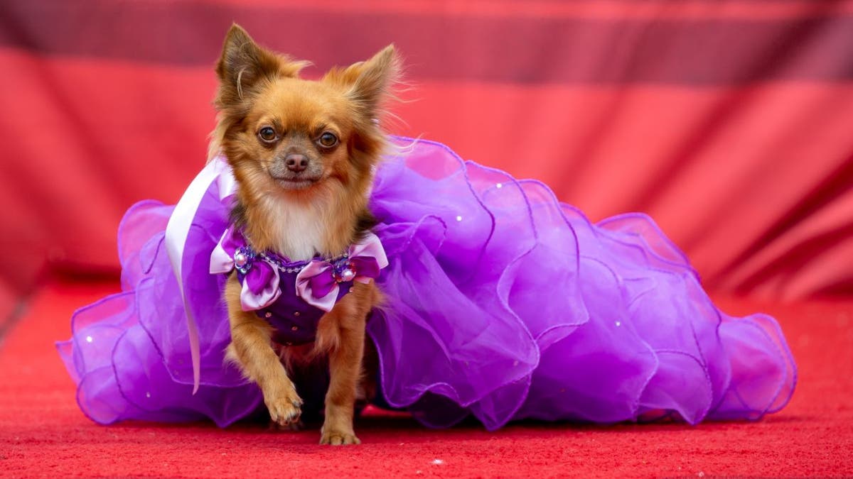 Chihuahua shop pink dress