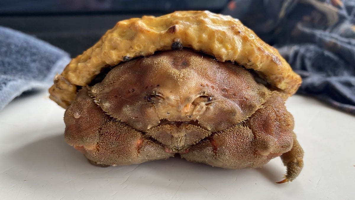 sponge coated crab caught