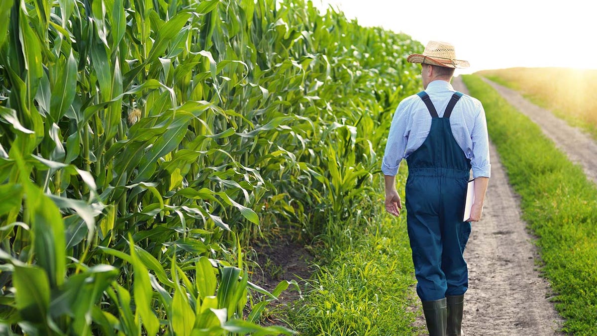 Farmer walking by crops