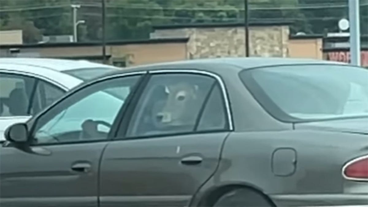 cow in car