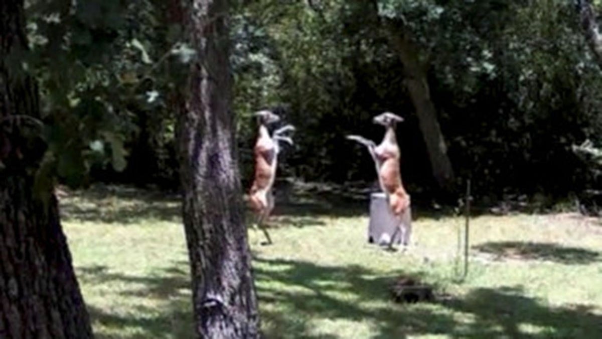 Deer fight Lake Somerville Texas