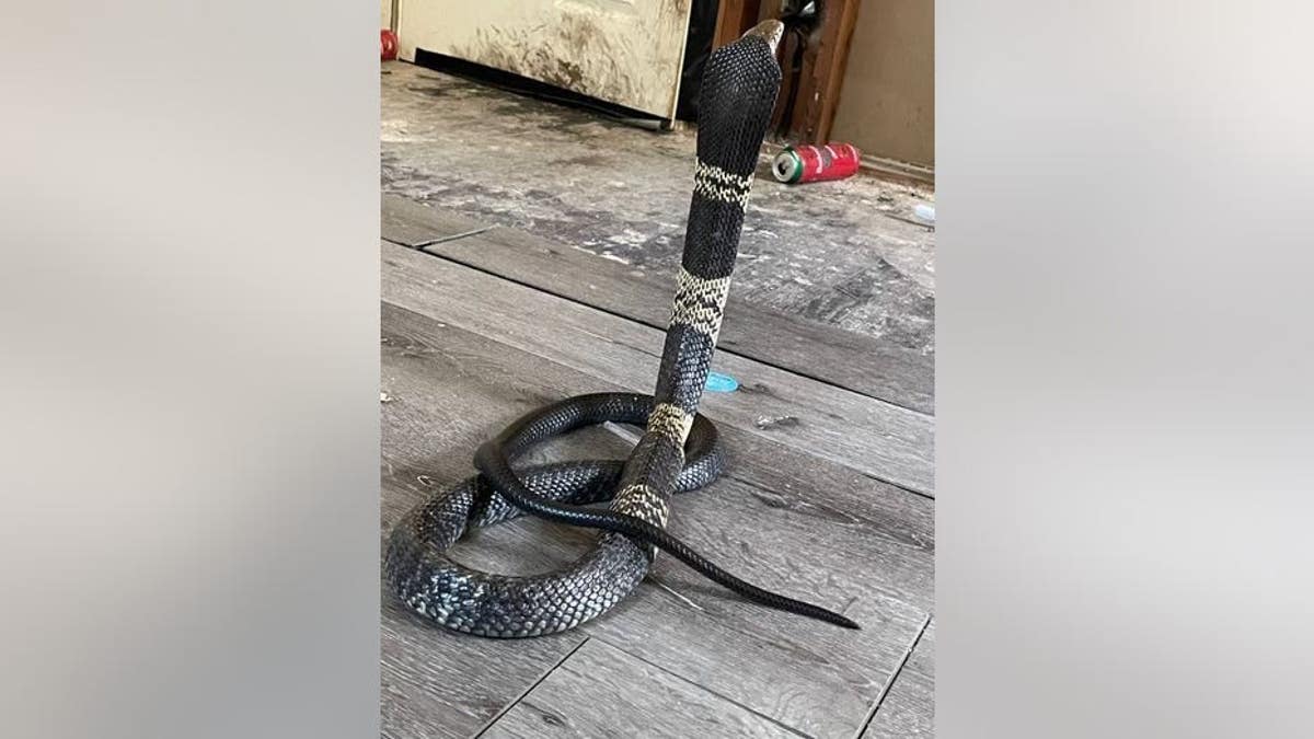 The Grand Prairie Police in Texas are warning residents that this dangerous West African Banded Cobra has gone missing.