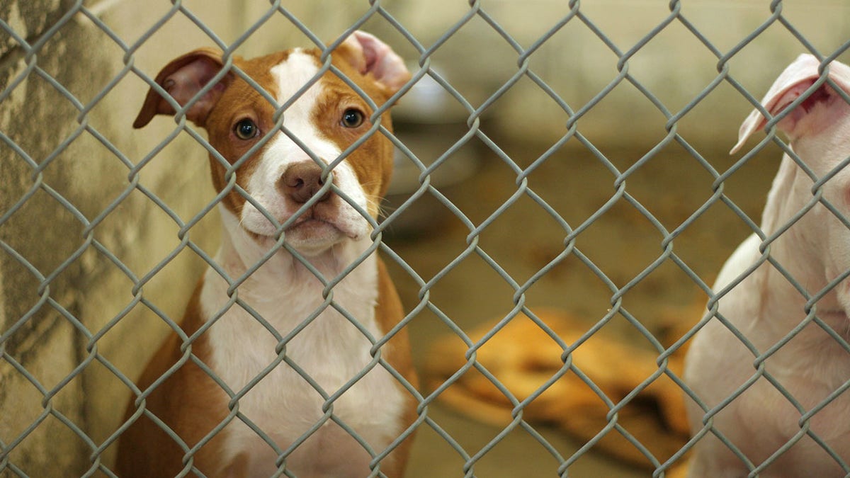 Dog Pound Puppy behind fence