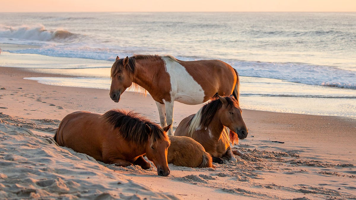 Wild horses on Assateague Island at sunrise