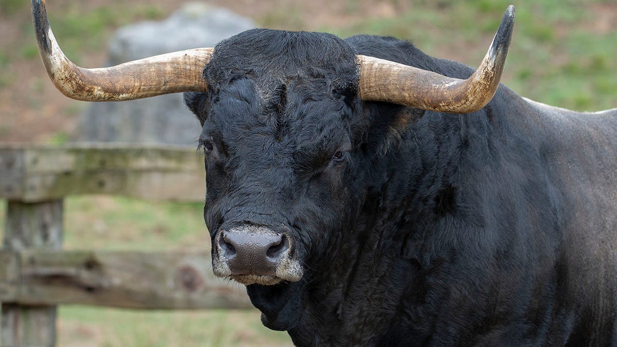 Bull gets loose on California highway | Fox News