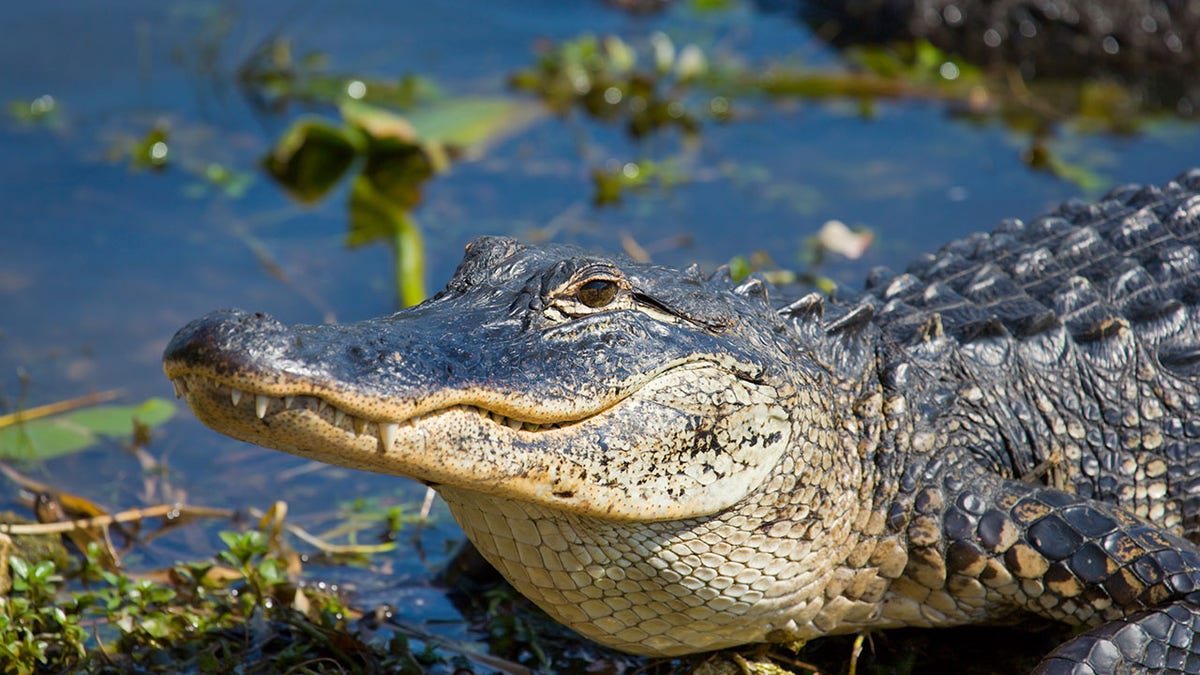 A smiling alligator