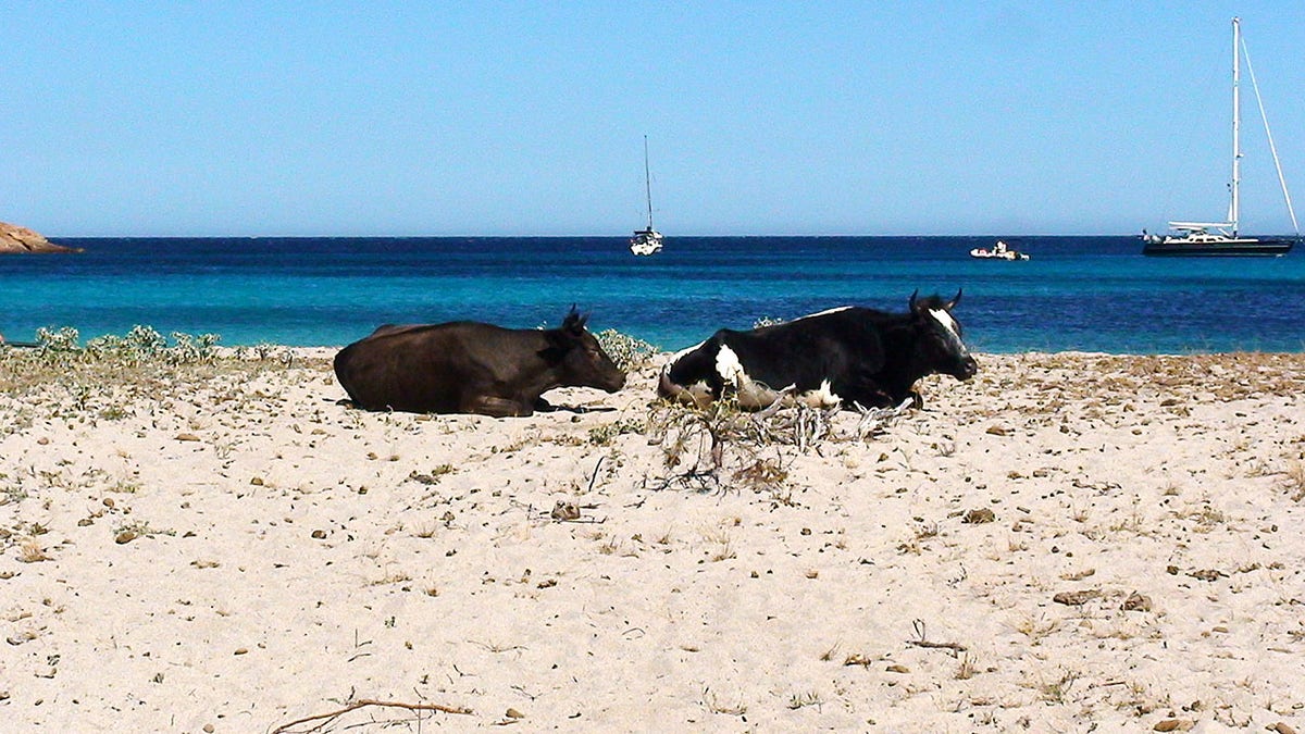 corsican cows on the beach