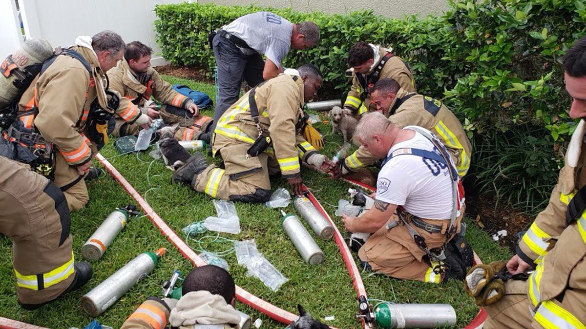 Firefighters in Orange County, Fla., rescued seven dogs from a house fire on Wednesday.