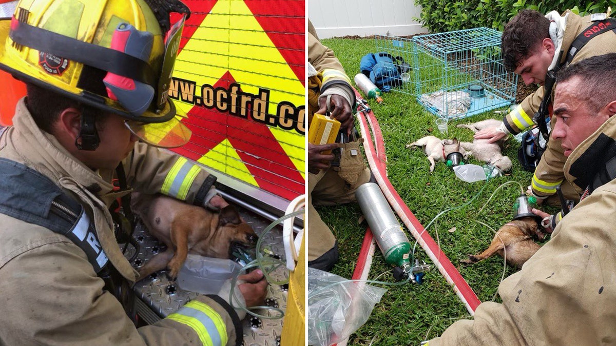 Firefighters in Orange County, Fla., rescued seven dogs from a house fire on Wednesday.