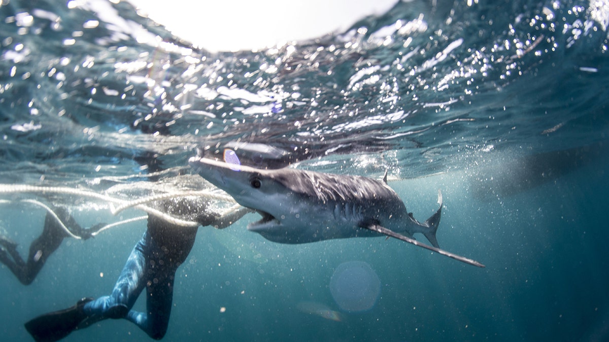 Snorkeler England shark