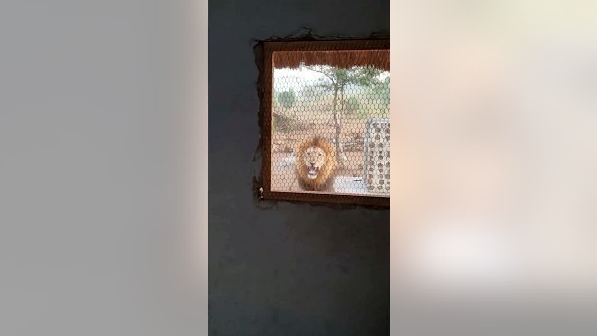 This lion stood face to face with a man at Bhejane Nature Training camp