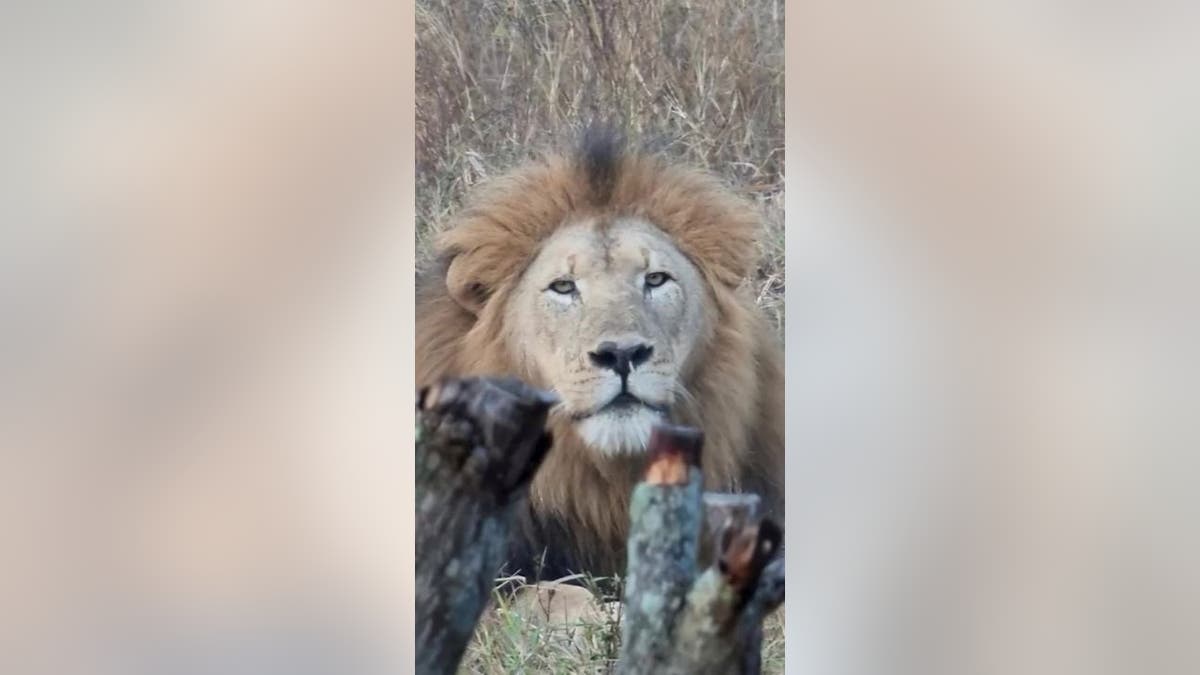 This lion was looking for a lioness at a training camp