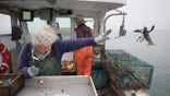South Thomaston, ME - August 10: Lobsterwoman Virginia Oliver tosses back an undersized lobster as she and her son, Max, haul together in South Thomaston, ME on Aug. 10, 2021. At 101 years-old Virginia may be the oldest lobsterwoman in the world. (Photo by Jessica Rinaldi/The Boston Globe via Getty Images)
