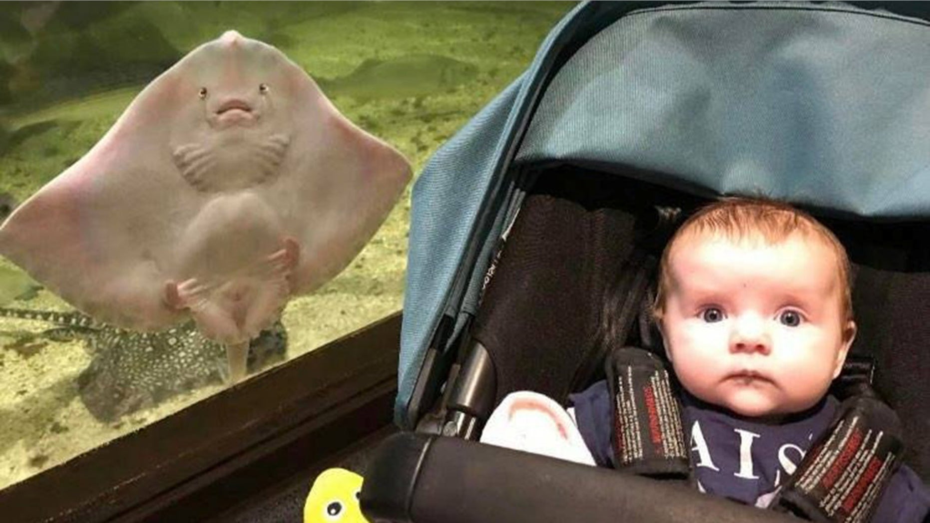 Mama v akváriu zbadala medzi dcérou a rejnokom neuveriteľnú podobu.